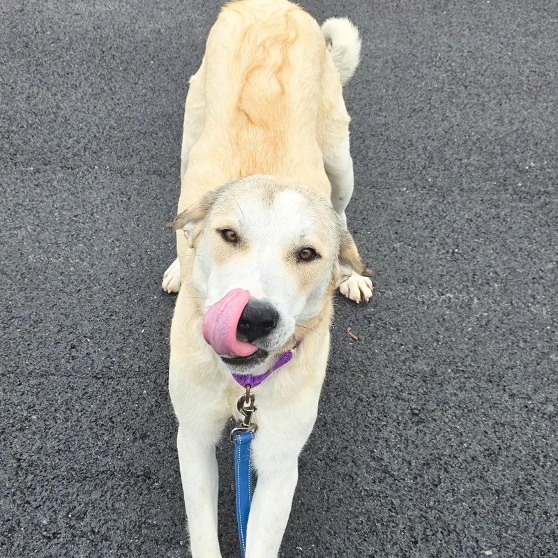 Champange thumbnail 5