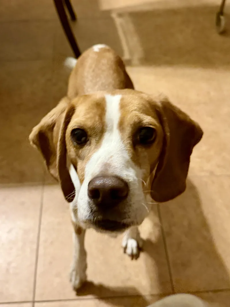 Morrissey thumbnail 2