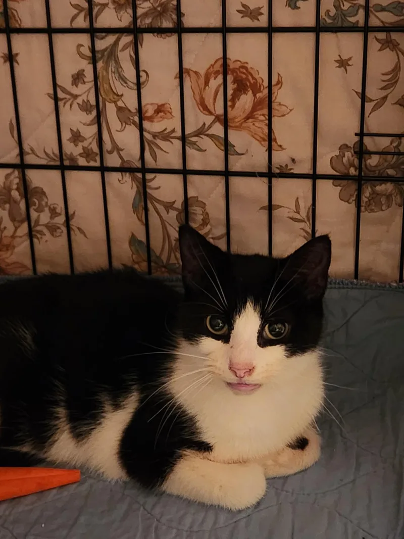 Goldstein thumbnail 2