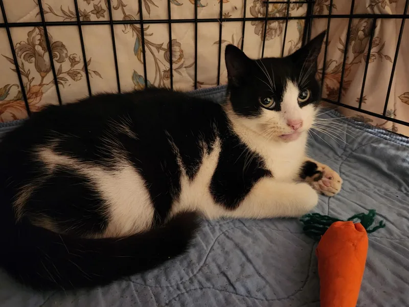 Goldstein thumbnail 3