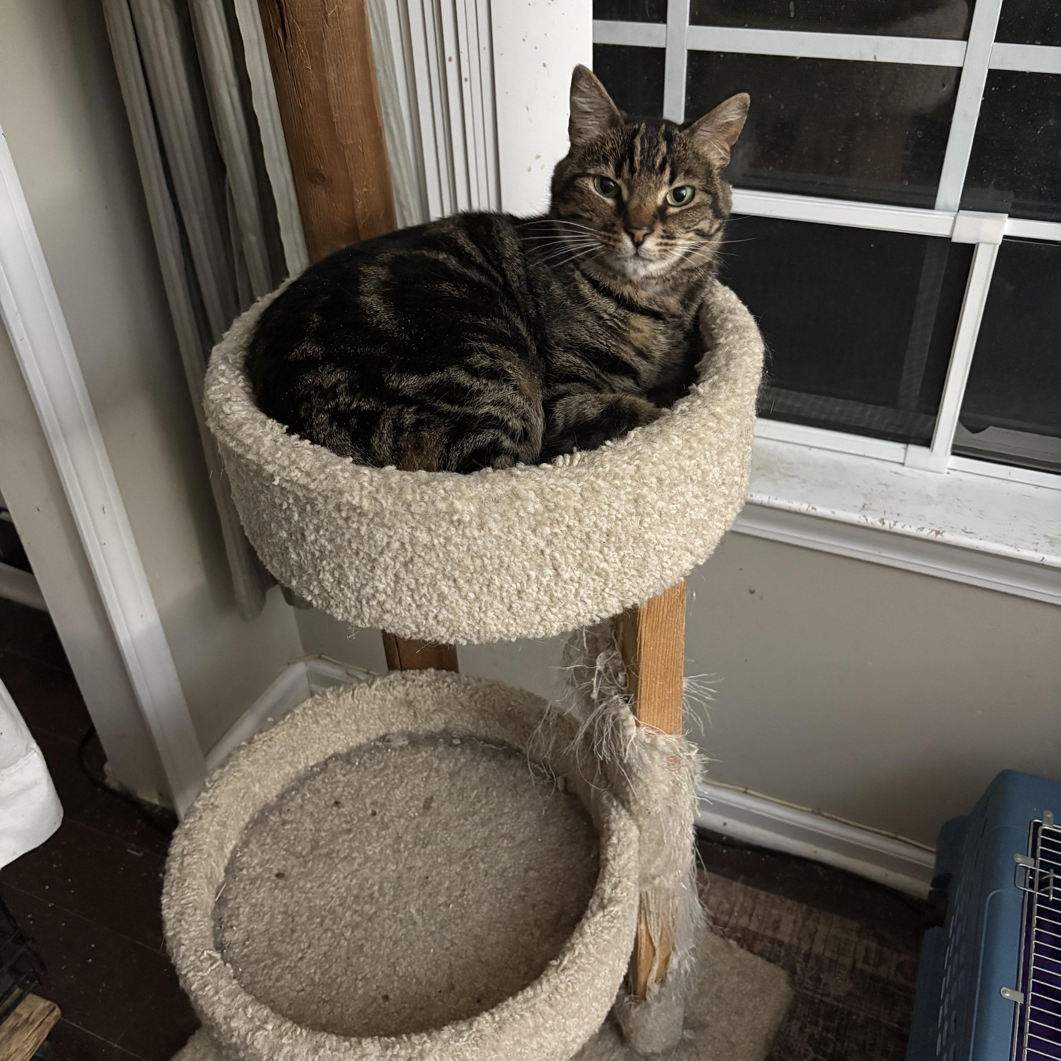 Khaleesi thumbnail 3