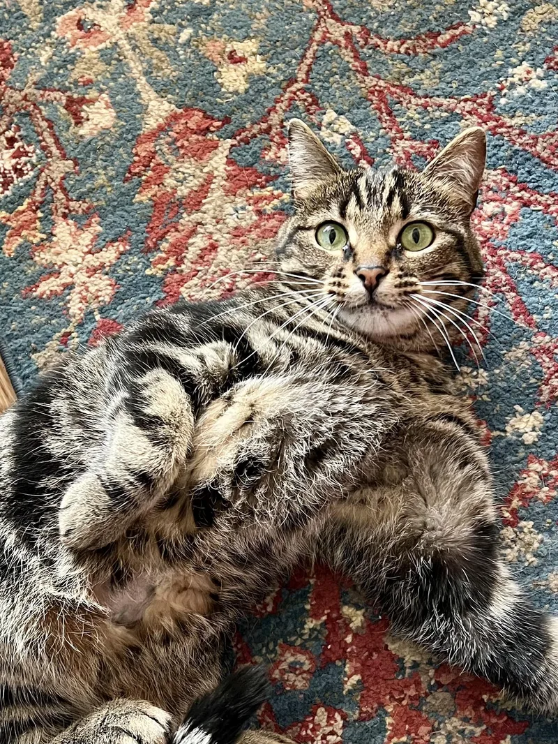 Khaleesi thumbnail 4