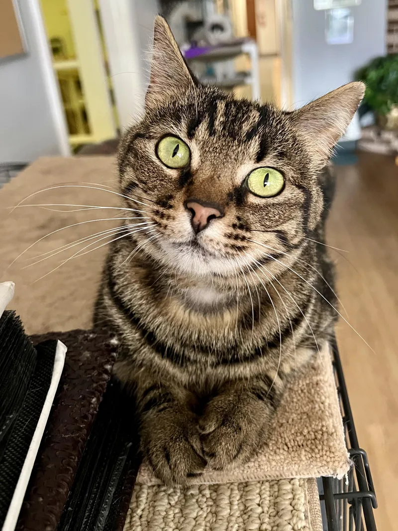 Khaleesi thumbnail 5