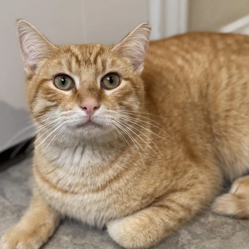 Jack Jack thumbnail 2