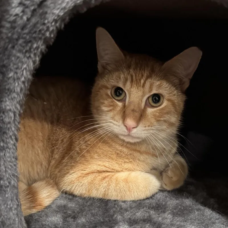 Jack Jack thumbnail 3