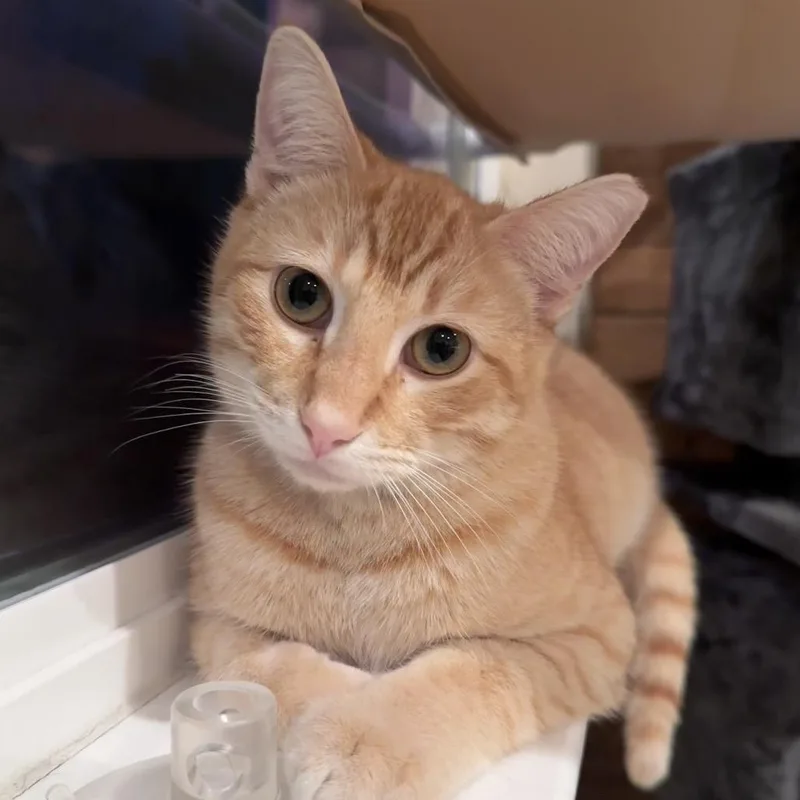 Jack Jack thumbnail 4