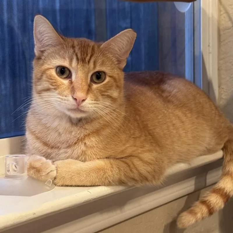 Jack Jack thumbnail 5