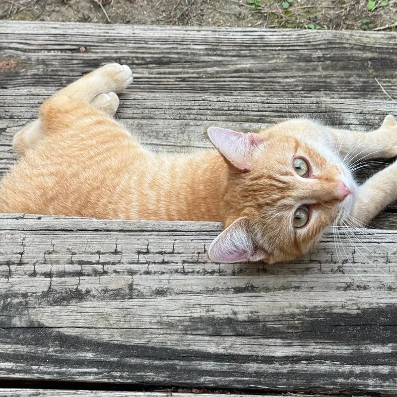 Jack Jack thumbnail 6