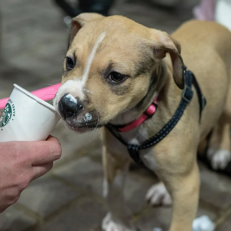 Luna—urgent! thumbnail 2