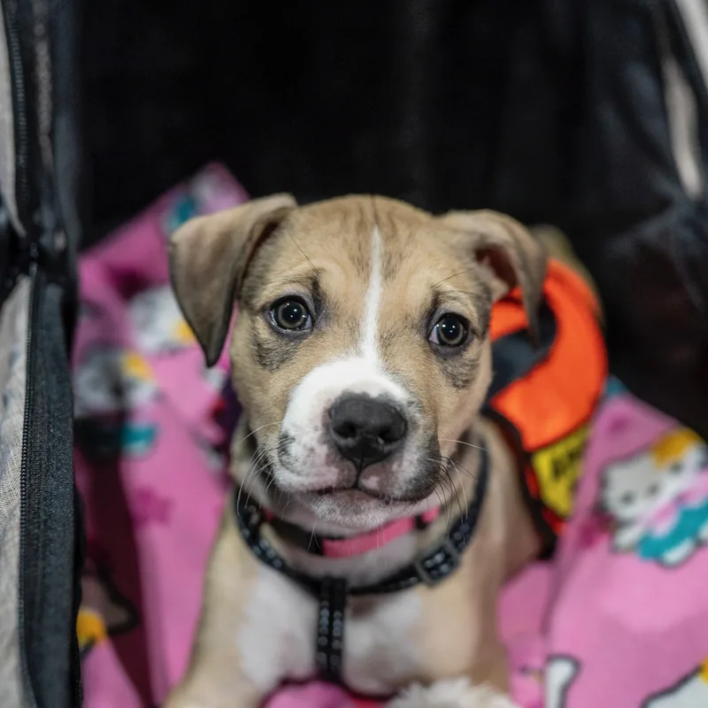 Luna—urgent! thumbnail 3