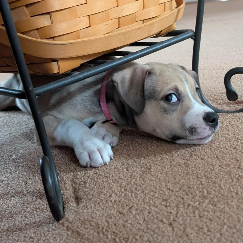 Luna—urgent! thumbnail 4