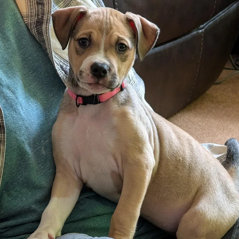 Luna—urgent! thumbnail 5