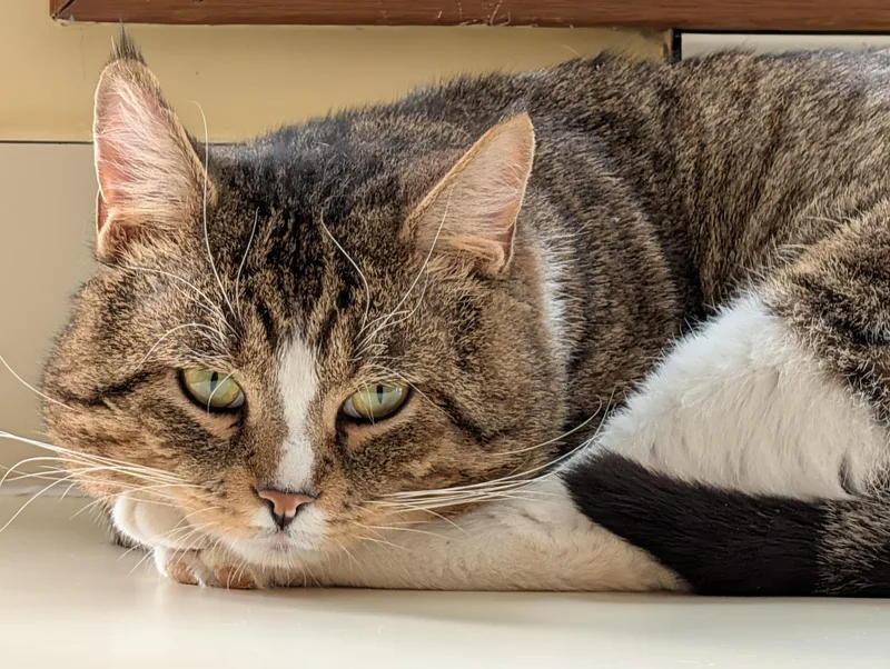 Franklin thumbnail 4