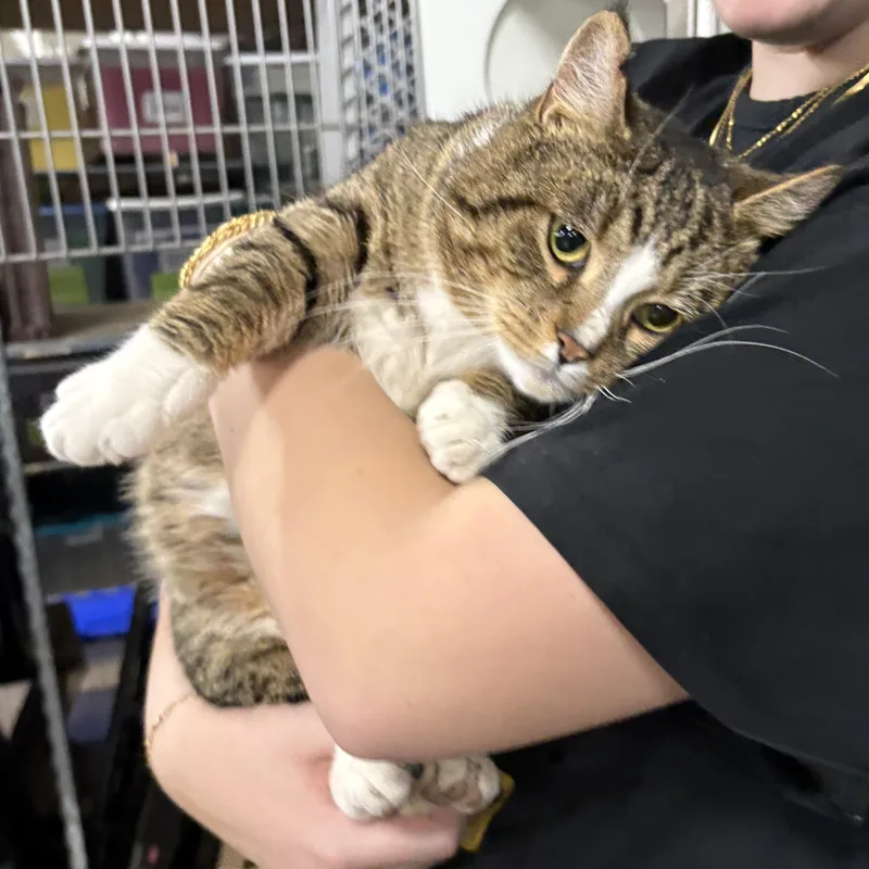 Franklin thumbnail 5