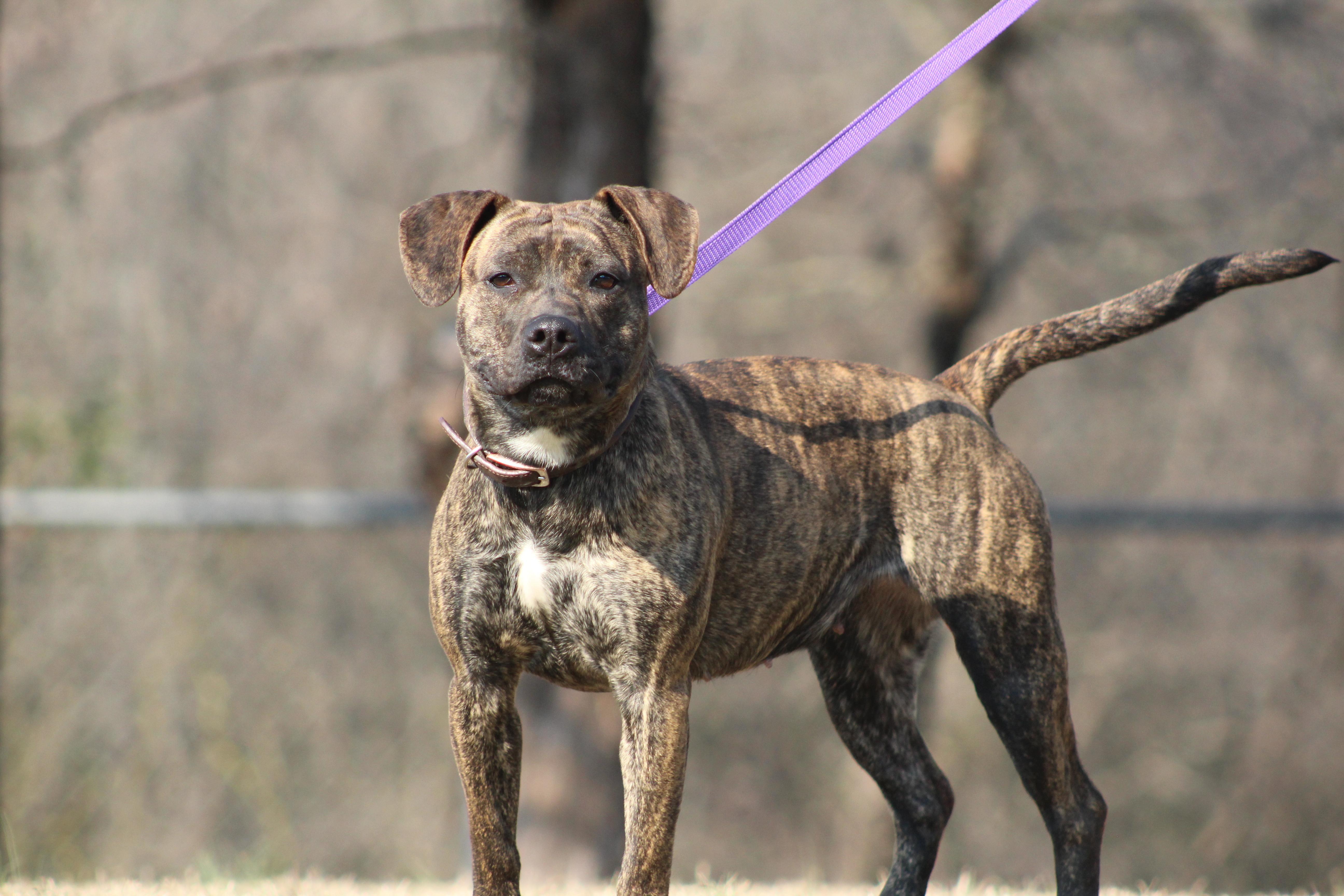 An adult medium-sized female Brindle Terrier dog named Bailey for adoption in Conway, AR