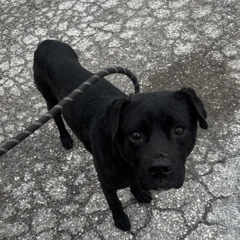 Roofus Blazay thumbnail 2