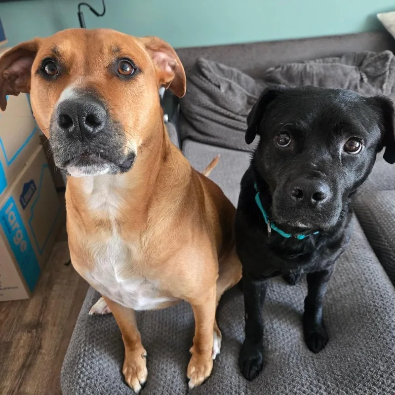 Roofus Blazay thumbnail 3