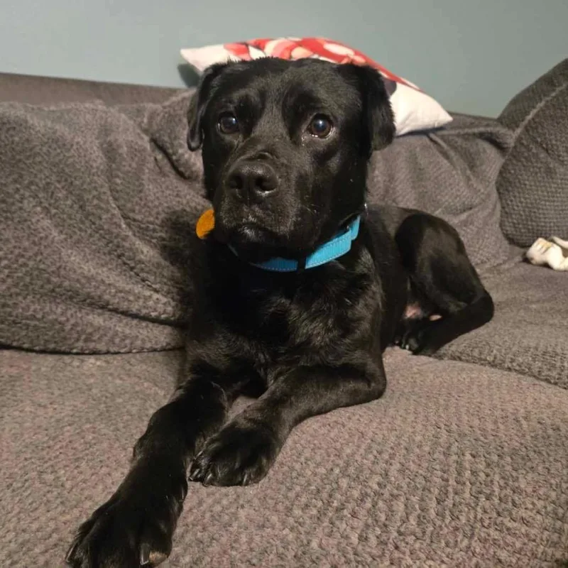 Roofus Blazay thumbnail 4