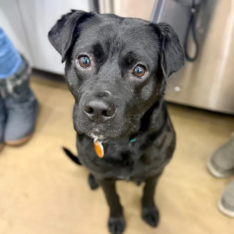 Roofus Blazay thumbnail 5