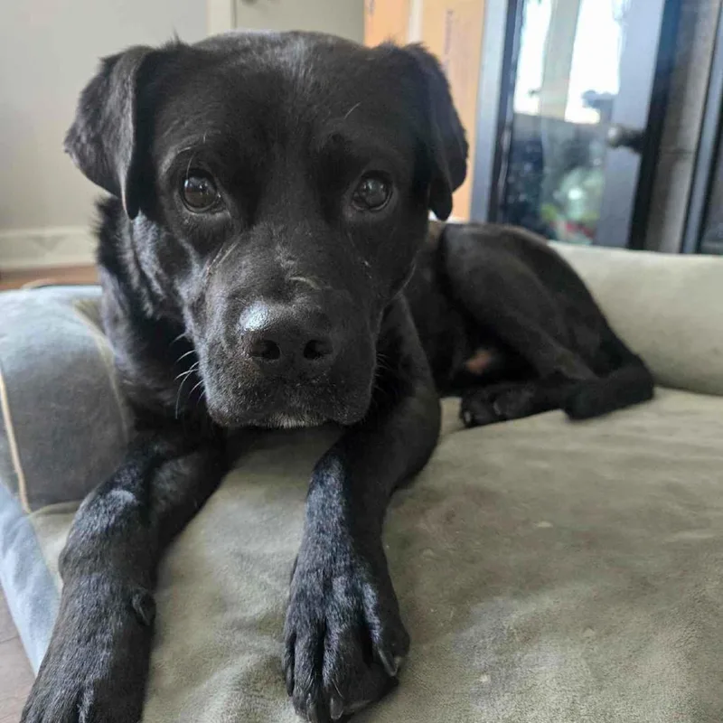 Roofus Blazay thumbnail 6