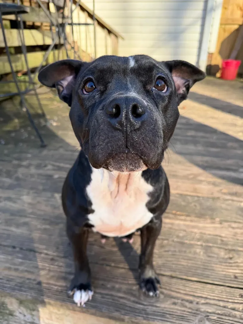 Hazel Grace thumbnail 2