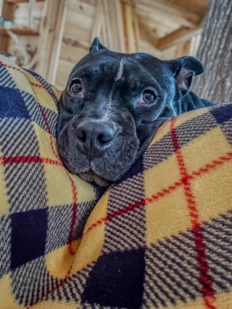 Hazel Grace thumbnail 3