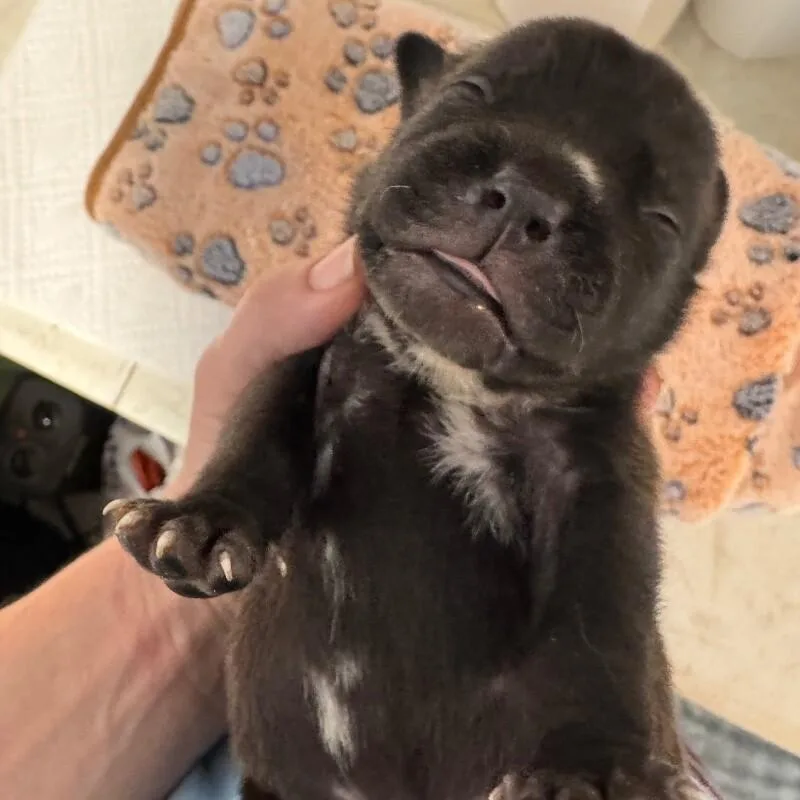 Archibald Bridgerton thumbnail 2