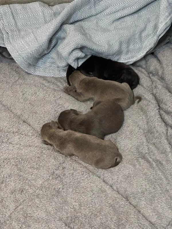 Archibald Bridgerton thumbnail 3