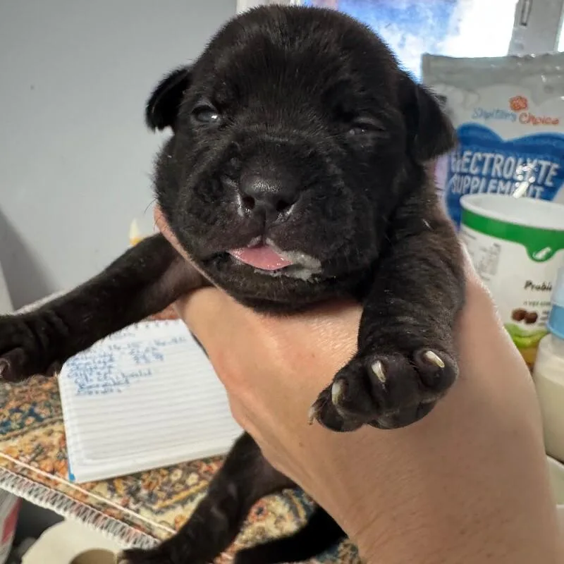 Daphne Bridgerton thumbnail 3