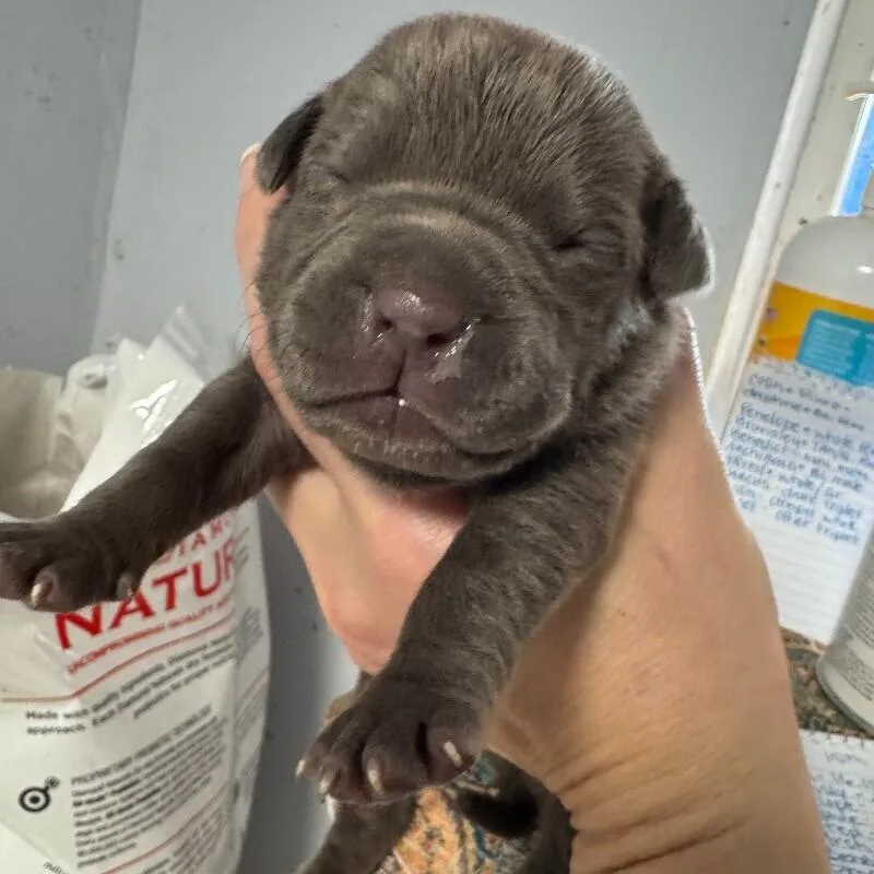 Bassett Bridgerton thumbnail 2