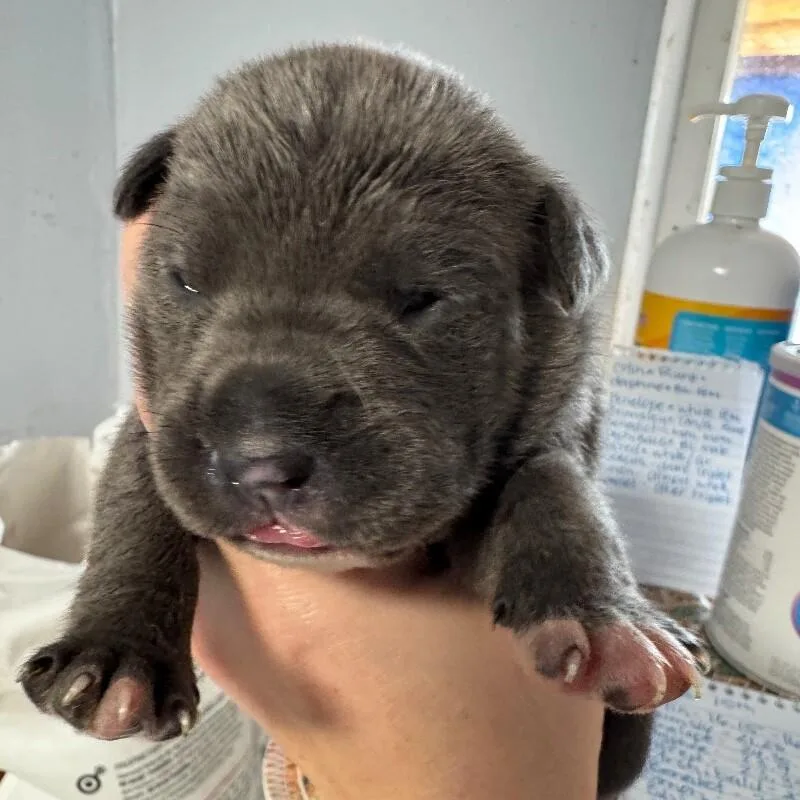 Benedict Bridgerton thumbnail 2