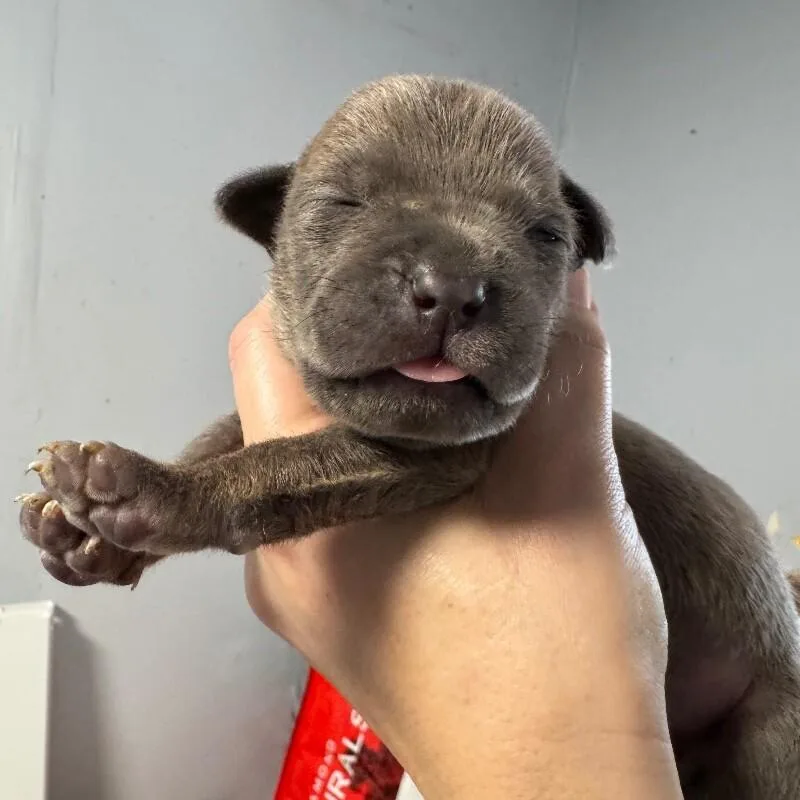 Brimsley Bridgerton thumbnail 2