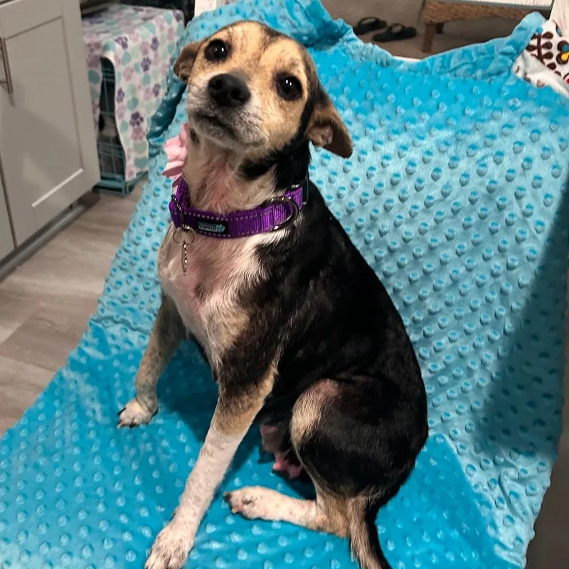 Barbie Young Chimix Perfection thumbnail 3