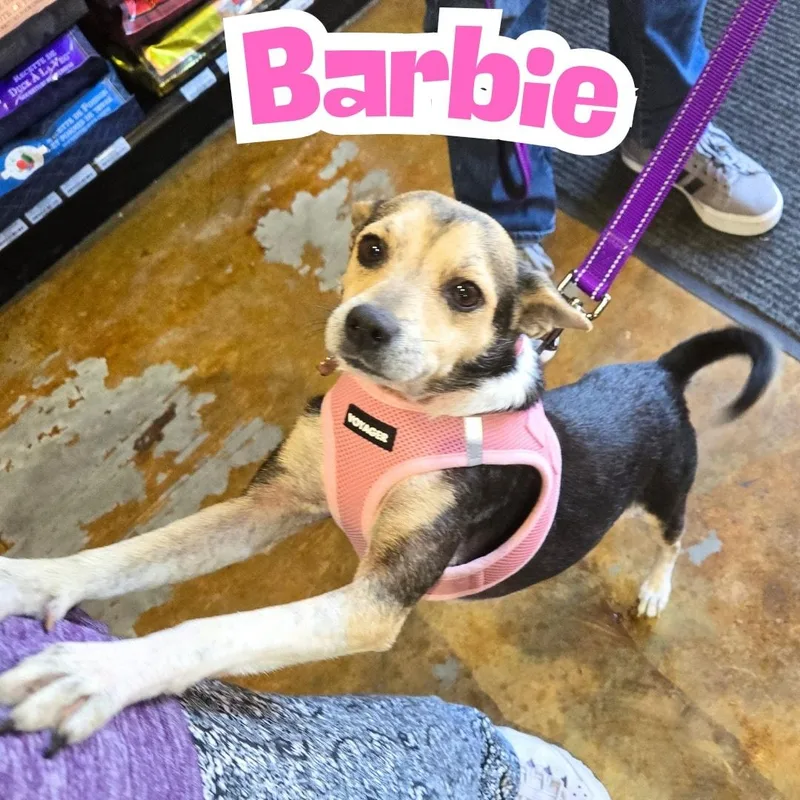 Barbie Young Chimix Perfection thumbnail 4