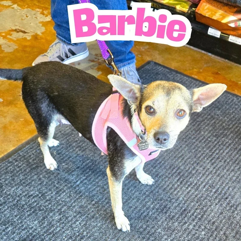 Barbie Young Chimix Perfection