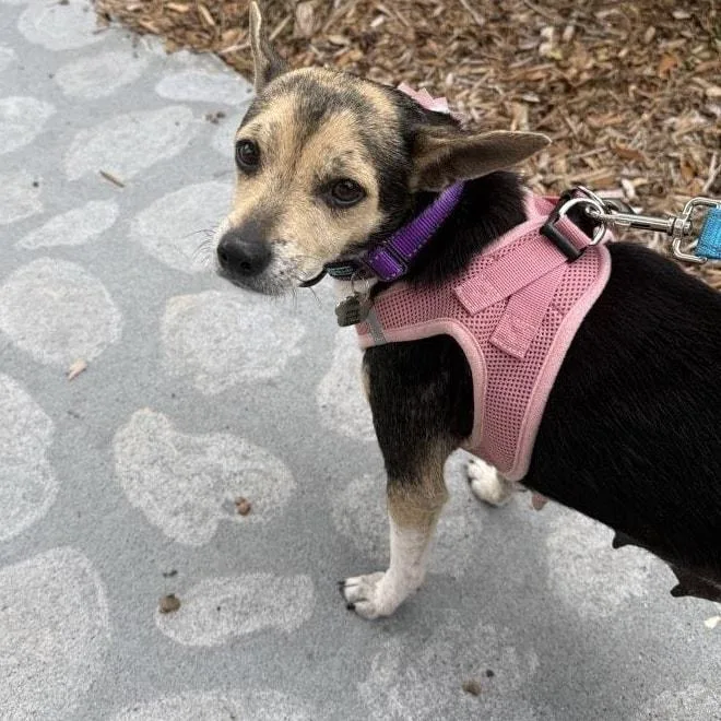 Barbie Young Chimix Perfection thumbnail 5