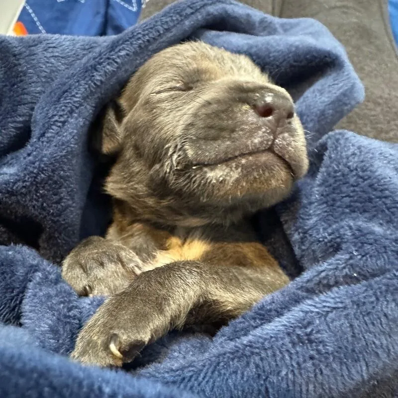 Colin Bridgerton thumbnail 2