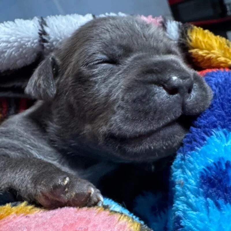 Colin Bridgerton thumbnail 3