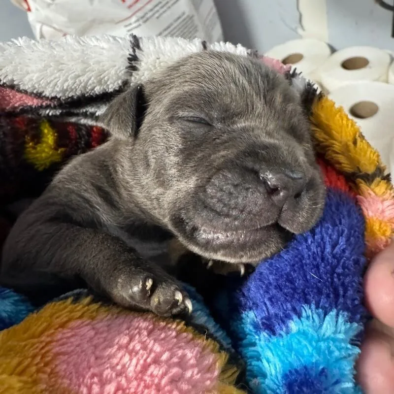 Colin Bridgerton thumbnail 4