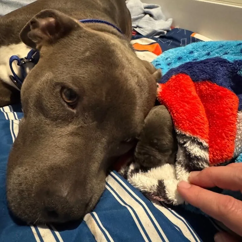 Colin Bridgerton thumbnail 5