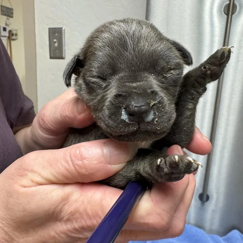 Colin Bridgerton thumbnail 6