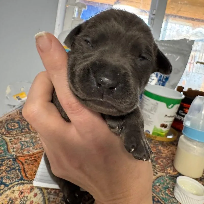 Marcus Bridgerton thumbnail 2