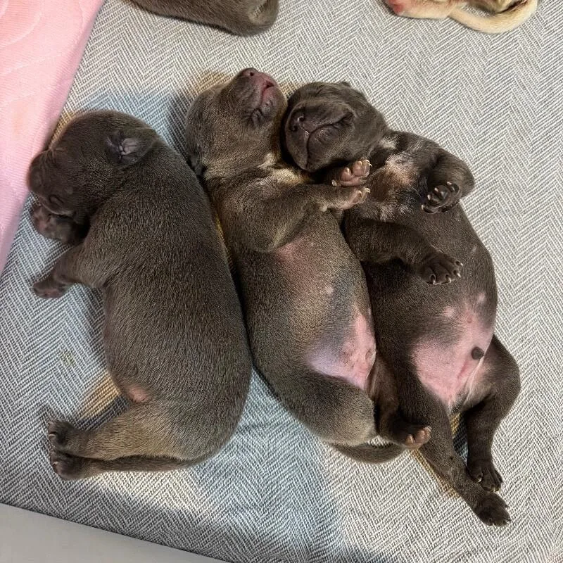 Marcus Bridgerton thumbnail 3