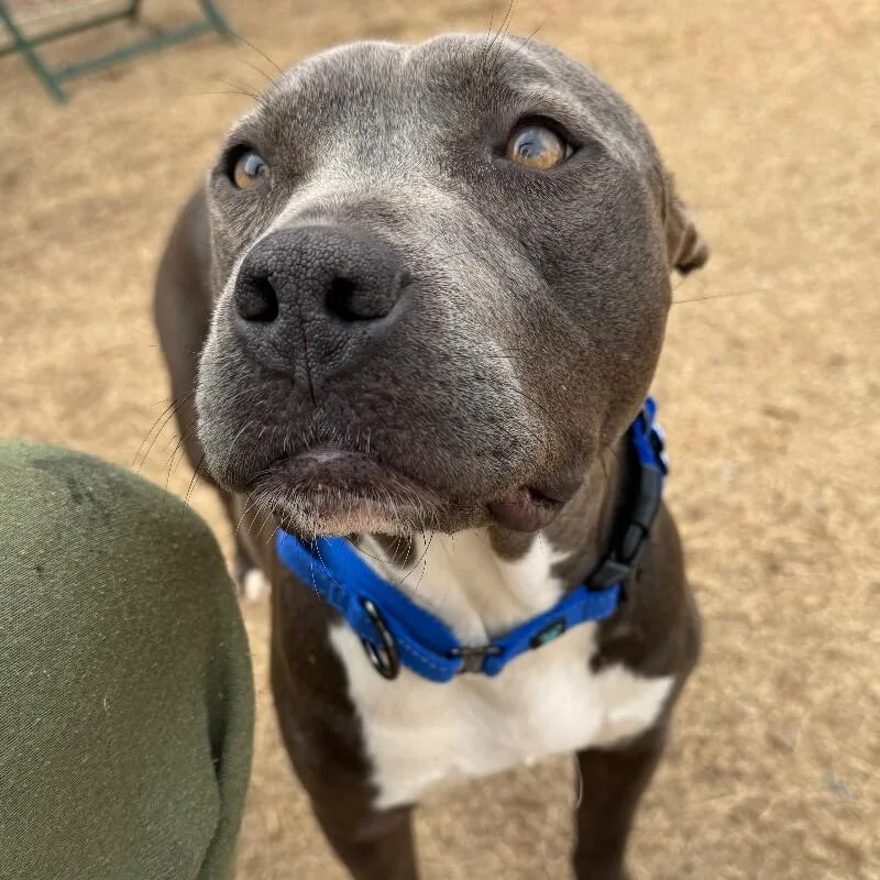 Lady Violet thumbnail 2