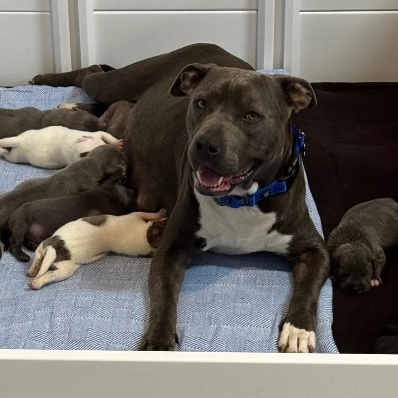 Lady Violet thumbnail 3