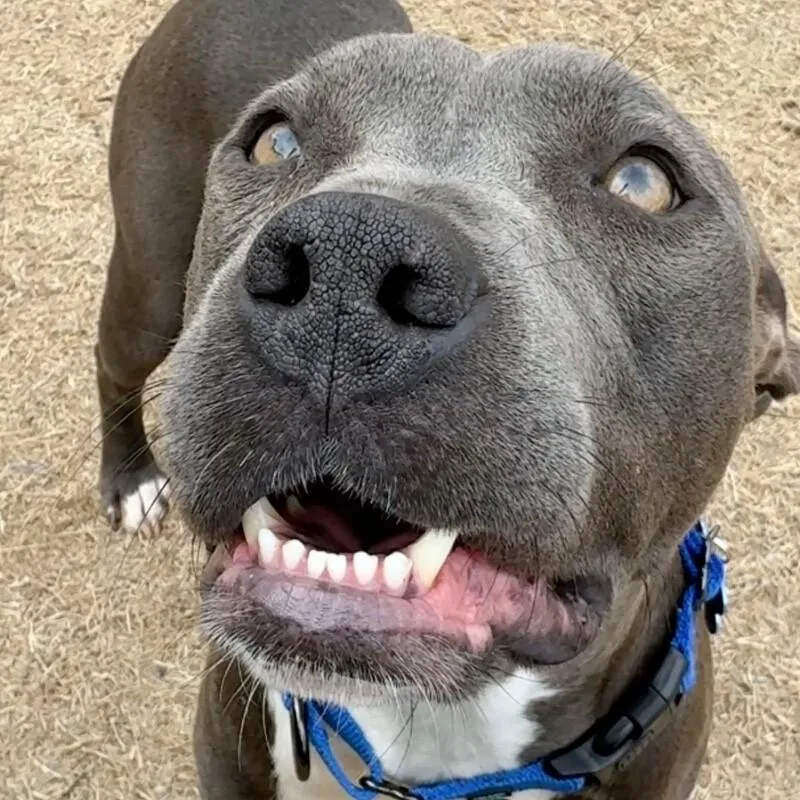 Lady Violet thumbnail 4