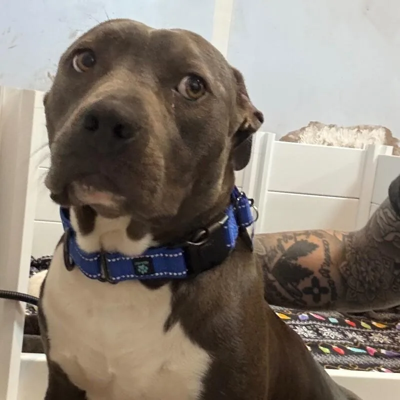 Lady Violet thumbnail 6