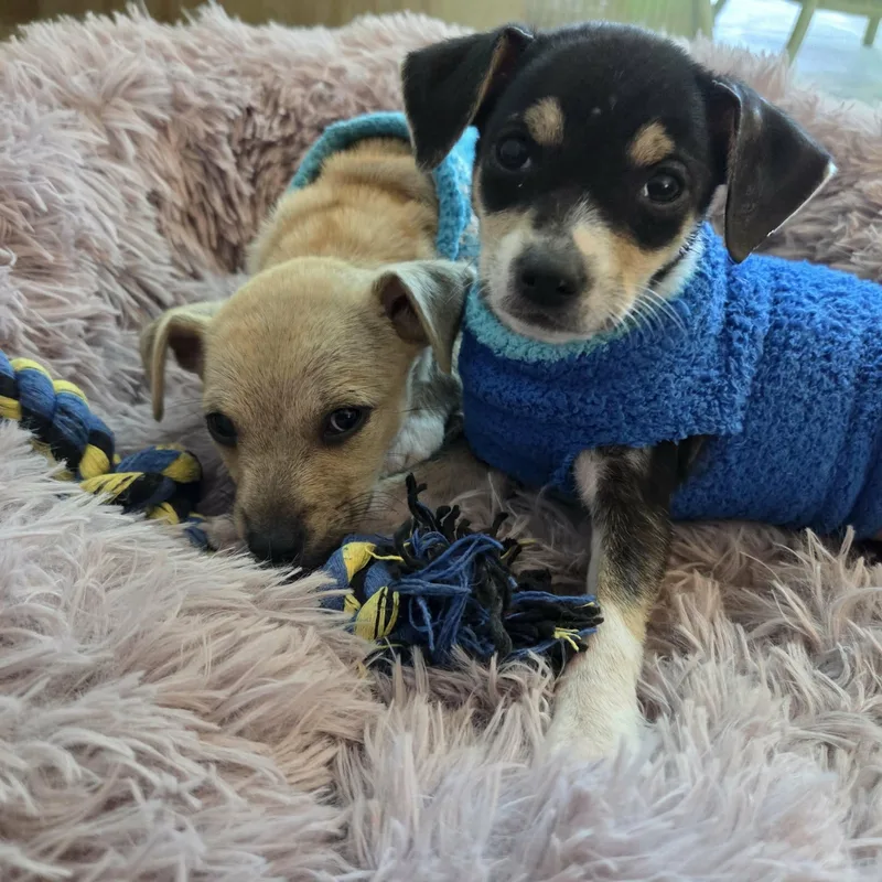 Tamagotchi Snuggly Chimix  thumbnail 3