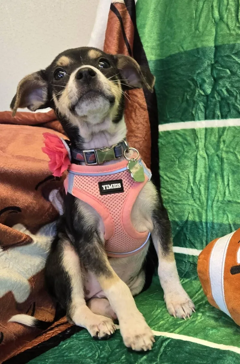 Tamagotchi Snuggly Chimix  thumbnail 4