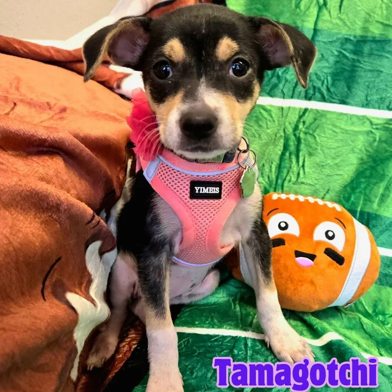 Tamagotchi Snuggly Chimix